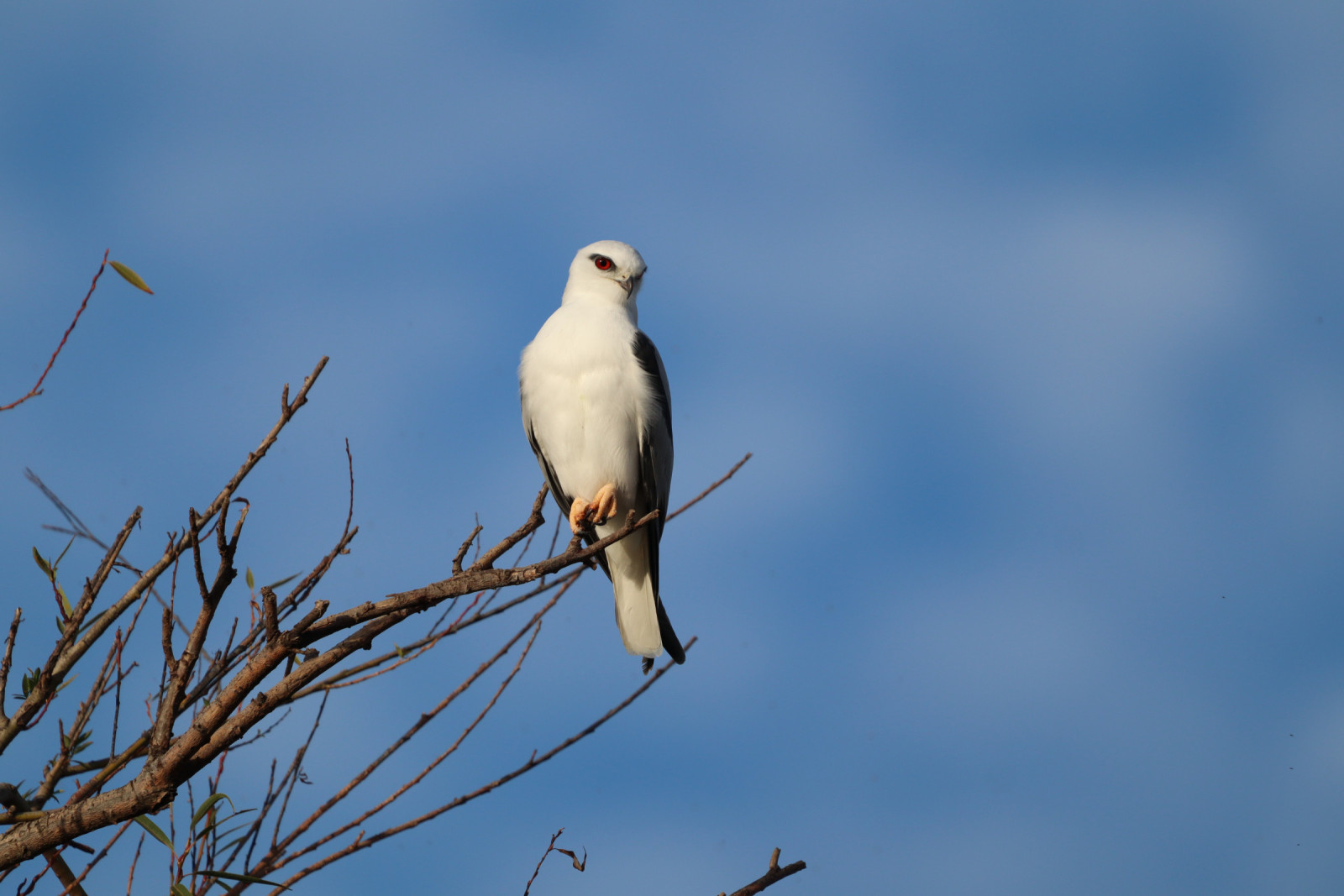 image Black-shouldered Kite